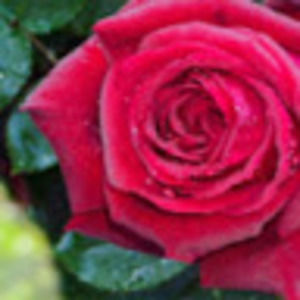 Meet your Posher, Nadia